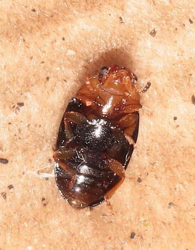 Triplax rufipes